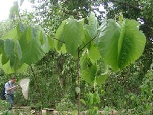 Sapling of Mansonia altissima (Malvaceae), an Endangered plant. © Neuenschwander P., 2007.