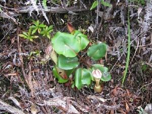 Nepenthes clipeata.