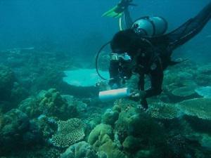 Regular biophysical monitoring bleaching survey.