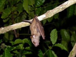 Megaerops ecaudatus.