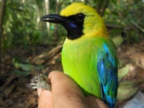 Blue-winged Leafbird Chloropsis cochincinensis, one example of medium size bird from nectarivorousinsectivorousfrugivorous feeding guild.