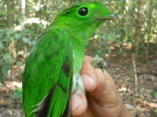 Green Broadbill Calyptomena viridis,  one of very important medium size seed dispersers.