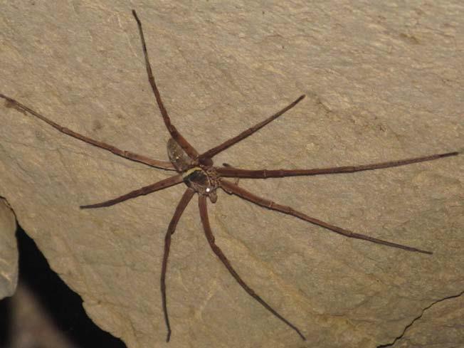 Huntsman spider.