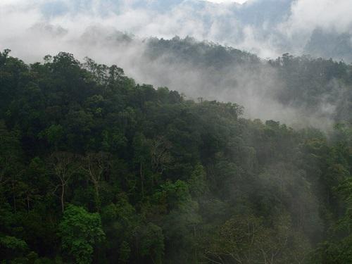 Evergreen community owned forests in Meghalaya. ©Rajkamal Goswami.