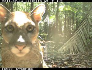 Jaguar (Puma concolor) registered by the camera-trap.