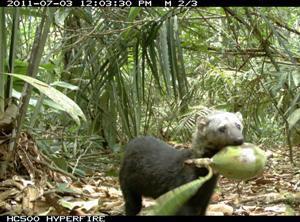 Tayra (Eira barbara) eating a fruit; also taken by the camera-trap.