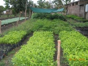 Nursery of local plants prepared at Karanja.