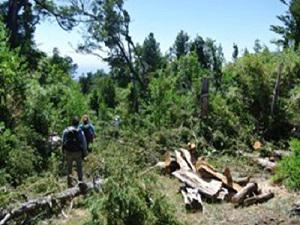 Degradation of forest for firewood production and livestock.