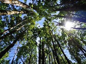 Secondary forest.