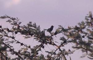 A Karamoja Apalis singing in Whistling Thorn.