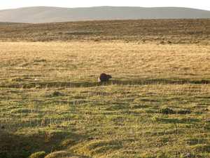 A beaver in the windy and treeless patagonian steppe.