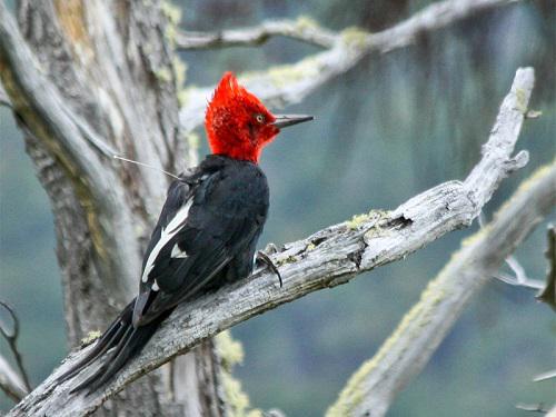 A male Magellanic woodpecker with a GPS attached on his back.