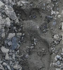 A putative leopard track.