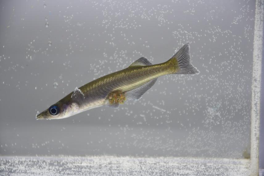 A. poptae female. © Bayu Sumarto.