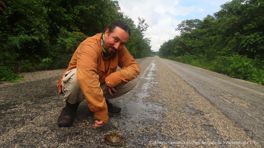 Alberto González Gallina, team leader about to move a Furrowed wood turtle or Chakpool (in maya) (Rhynoclemys areolata) a near threatened species, across one of the roads near the town of Juárez (c) Pedro Nahuat-Cervera
