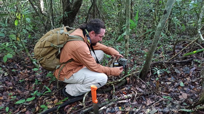 Alberto González Gallina installing a camera trap for surveying medium to big size mammals to assess if the community has changed over time after the NuevoXcan-Playa del Carmen highway was built. (c) Pedro Nahuat-Cervera