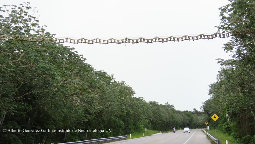 A photo of the NuevoXcan-Playa del Carmen highway with one of the rope bridges used as aerial crossings for wildlife, originally designed with spider monkeys Ateles geoffroyi as focal species. (c) Alberto González Gallina