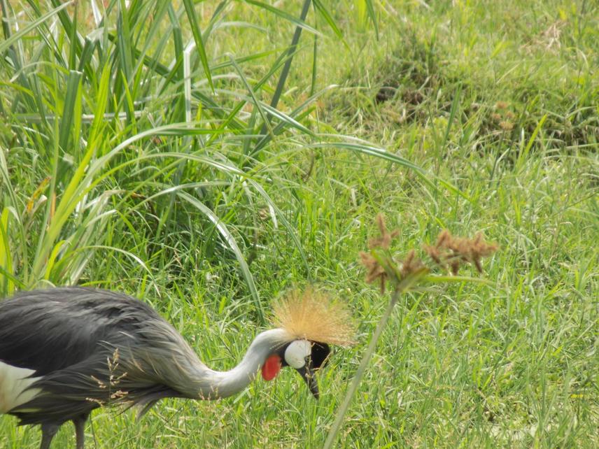 A Grey Crowned Crane foraging in Lwengo. ©Stephen Ssemwaka