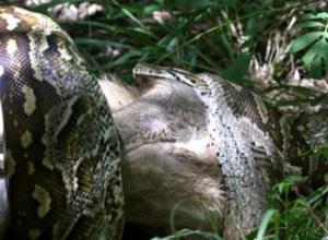 A Southern African Python (Python natalensis) constricts and swallows a Common Duiker (Sylvicapra grimmia) at the study site in Mpumalanga, South Africa. Both species perform important functional roles in the ecosystem. Photo by B Maritz.