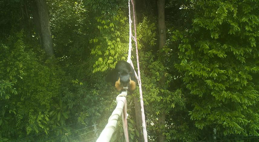 A black giant squirrel crossing on Ah Lai's Crossing. © Langur Project Penang.