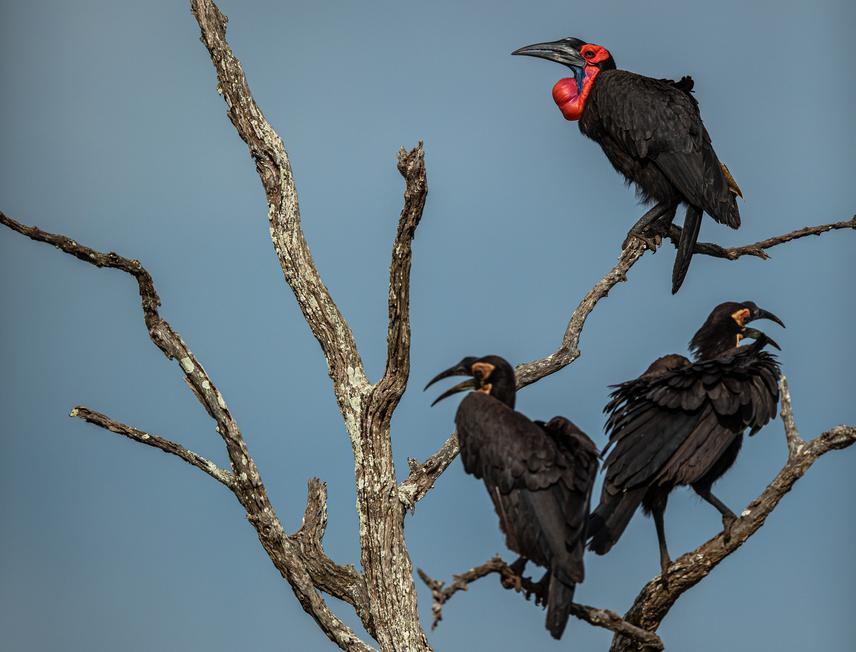 A female Southern Ground-Hornbill (top bird) with her offspring from previous breeding attempts (bottom two birds). © Jo Cooper.