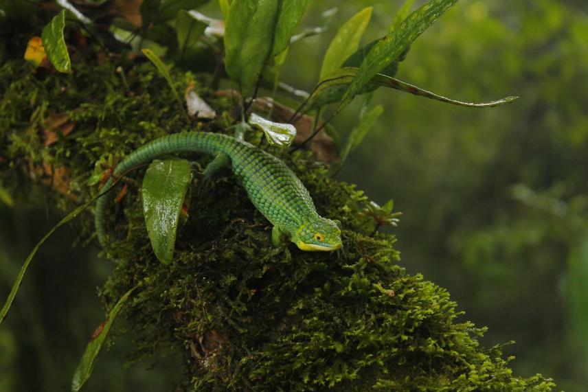 A female pregnant Mexican alligator lizard on a tree covered by epiphytes. © Brasil Canales-Gordillo / FES Iztacala