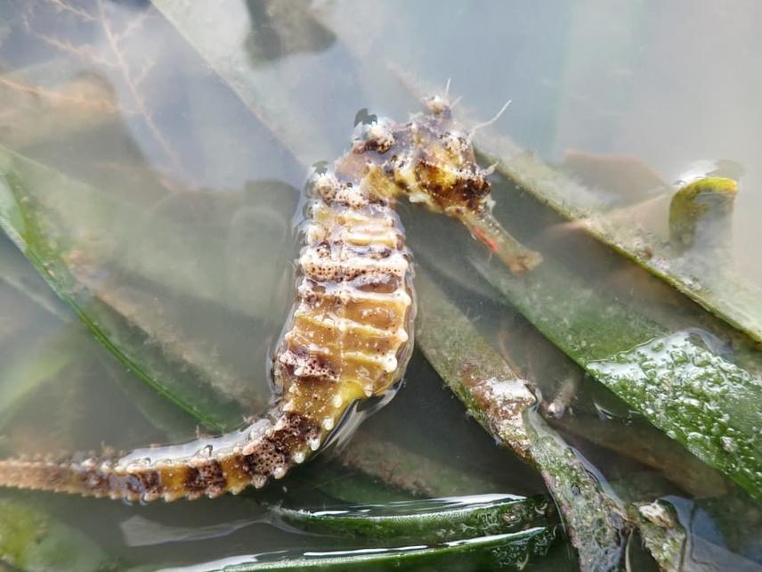 A female spotted seahorse (Hippocampus kuda) observed with an unidentified blotch on the facial region © Save Our Seahorses Malaysia.