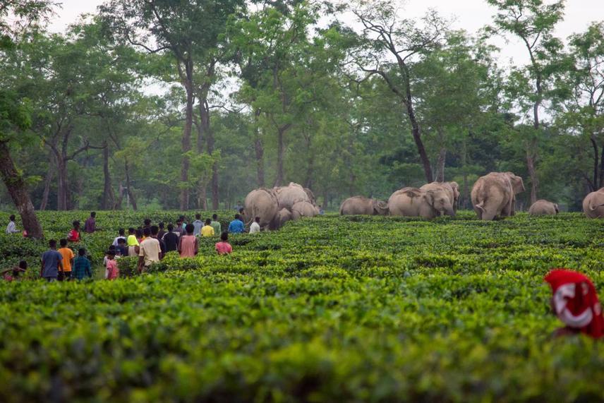 A herd of Asian elephants moving through a tea plantation as local residents gather nearby, reflecting the intensity of human–elephant interactions in shared landscapes.  © Amlan Aditya Goswami, 2025