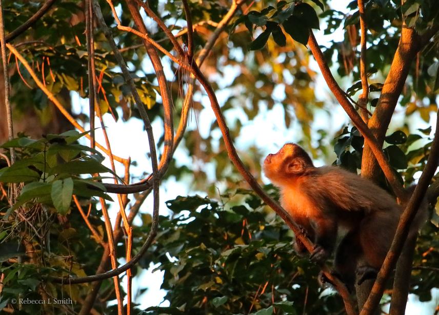 A juvenile hooded capuchin monkey in the sunset in the Paraguayan Atlantic Forest. © Rebecca L. Smith.