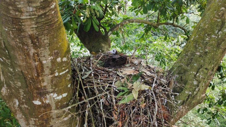 A juvenile hooded vulture on a nest placed at the fork of a tree in Cape Coast, Ghana. ©J.K. Daniels.