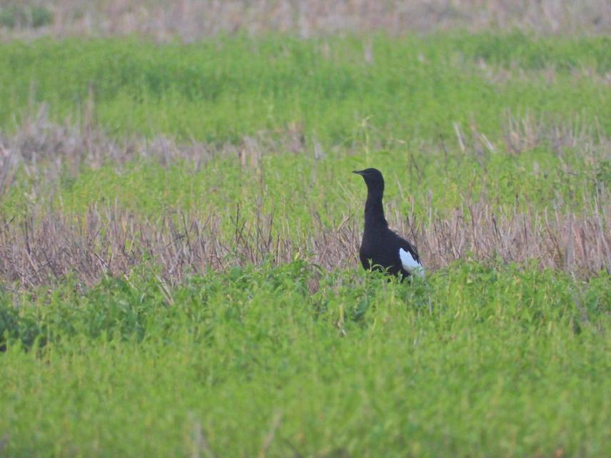 A male Bengal Florican in breeding plumage in KAF © Kaushik Sarkar from The Habitats Trust
