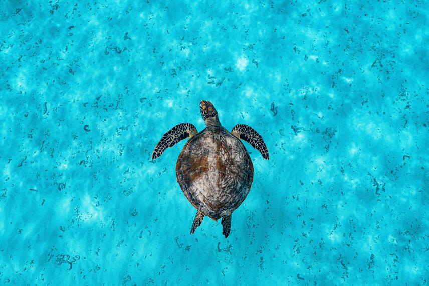 A mesmerizing glimpse beneath the waves, showcasing the beauty of marine life. © Yahya Al-Thihli.