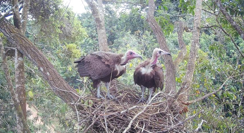 A pair of Hooded Vulture Necrosyrtes monachus constructing a nest. © Joseph Kwasi Afrifa.