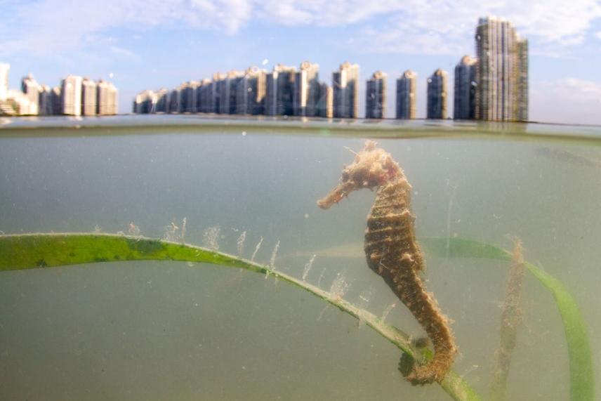 A spotted seahorse (Hippocampus kuda) inhabiting the urban seagrass meadow, Merambong Shoal - Scott Patrick Nishiki