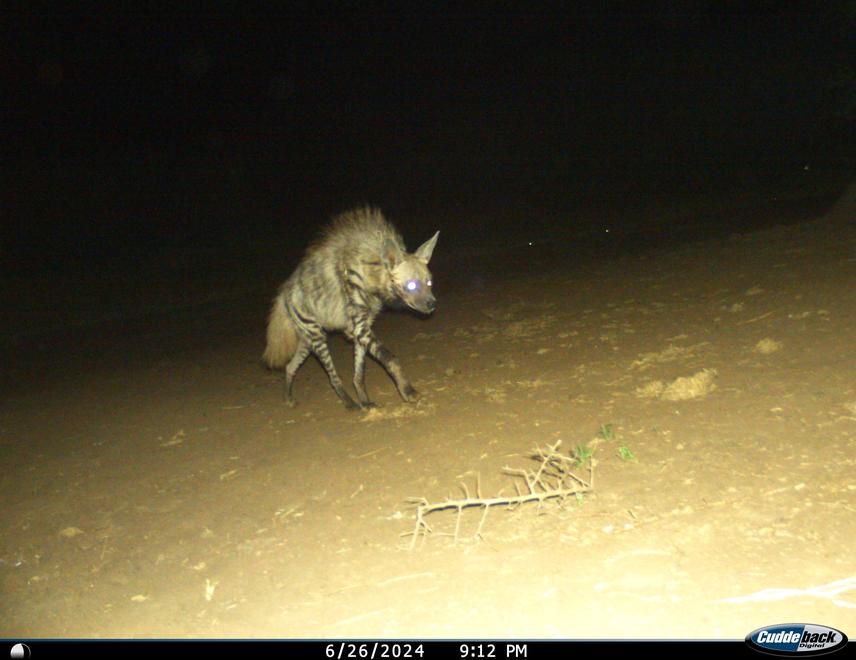 A striped hyena captured on a camera trap in June 2024 during the first survey. © Edward Philipo, TACCEI.