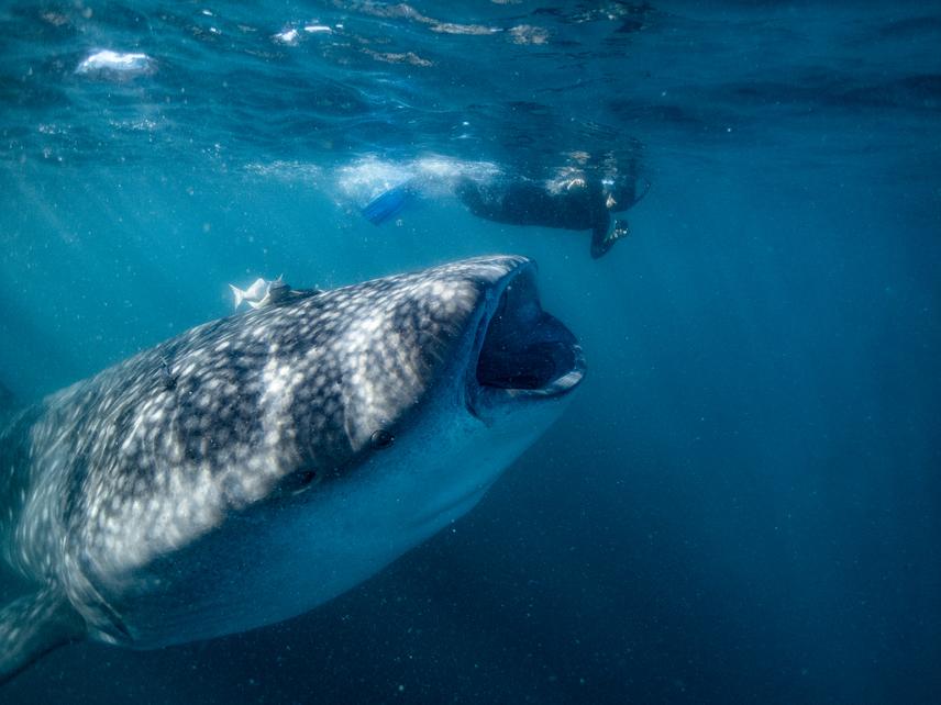 A whale shark with a severe laceration caused by a boat propeller. © Arthur Caulliez.