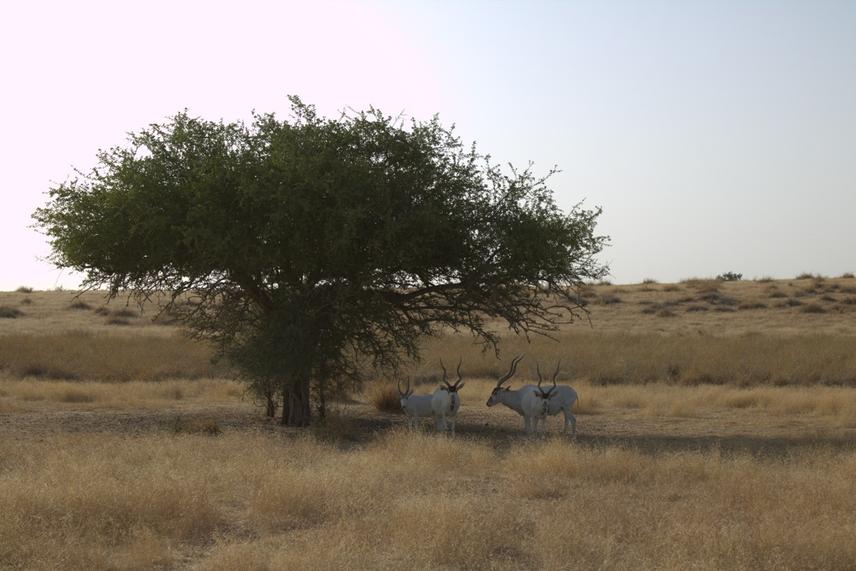 Addax herd under Balanites aegyptiaca shade at sun fall. © Caleb Ngaba / Ngaba W. T. Caleb, PhD Project. OROAR, June 2025.