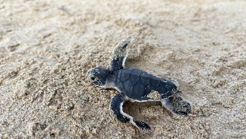 The archipelago is one of the most important nesting sites of green turtles in the region (c) Adela Hemelikova