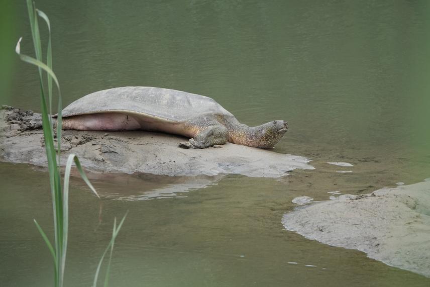 Adult turtle. ©Fatih Polat.