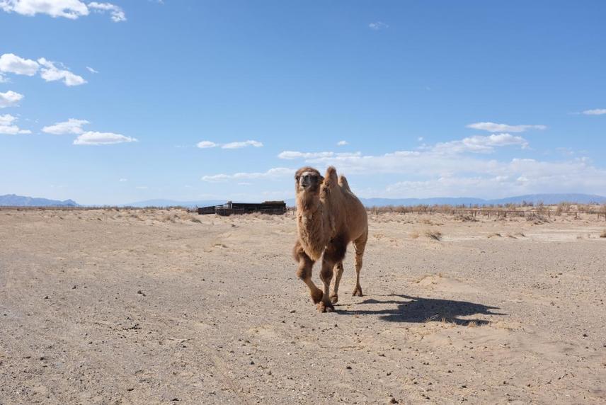 Adult male wild camel at the Wild Camel Breeding Centre, Zakhyn Us.  © Martina Sihelsk