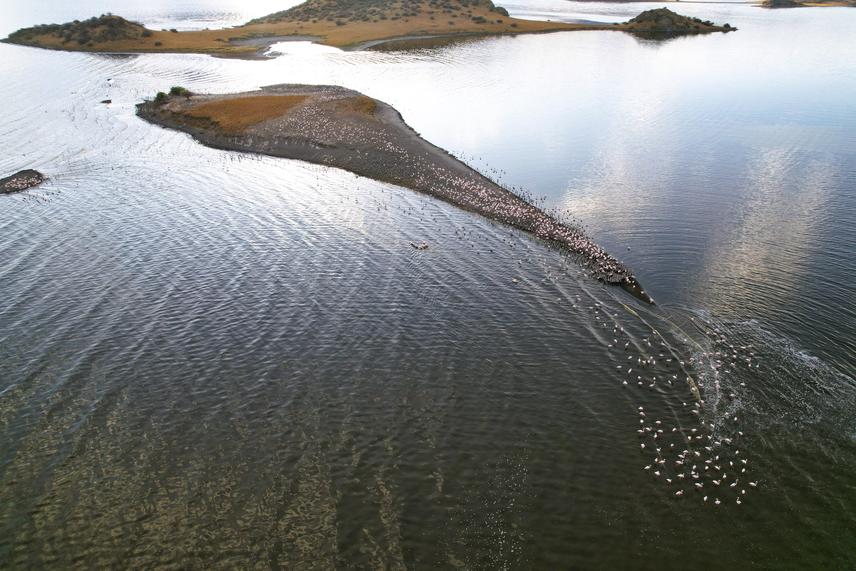 Aerial view of Greater Flamingos breeding on one of the islands of Lake Natron. © Akshita Rabdiya.