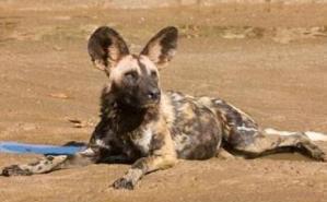 African wild dog.