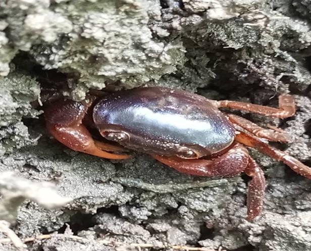 Afrithephusa gerhildae. ©Hassan Sesay.