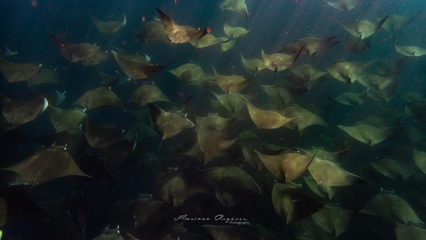 Aggregation of Mobula munkiana y the Gulf of California © Mariana Arguero.