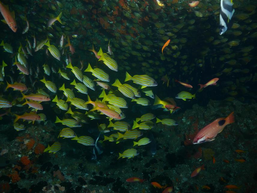 Aliwal Shoal Fish observed by the children. (c) Michelle Carpenter