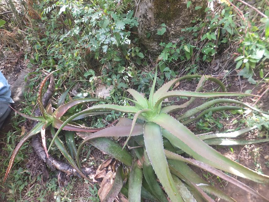 Aloe flexifolia. © Leticia Lutambi.