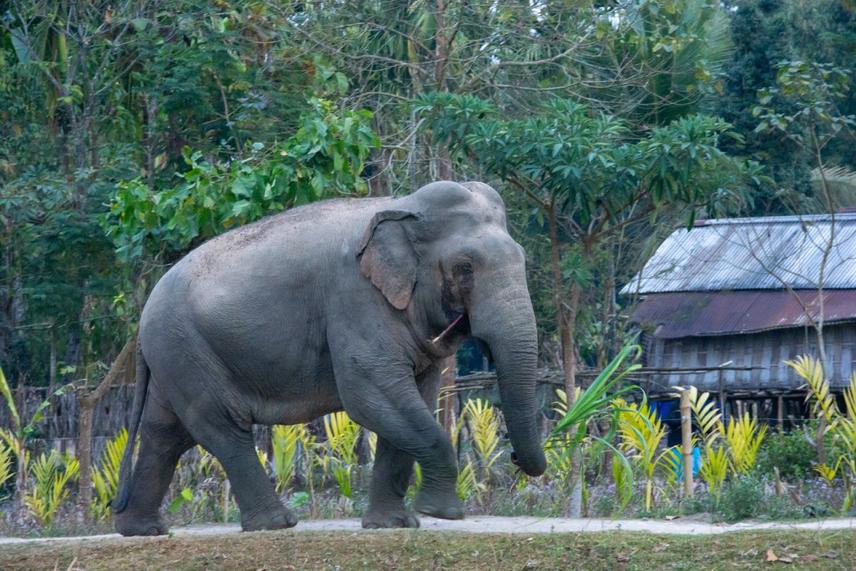 An Asian elephant moving through a village landscape in Assam, illustrating the close spatial overlap between human settlements and elephant habitats and their pathways. © Amlan Aditya Goswami, 2025