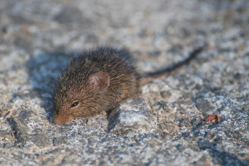 An Indian Bush-rat Golunda ellioti captured by Sherman trapping © Sushanth S