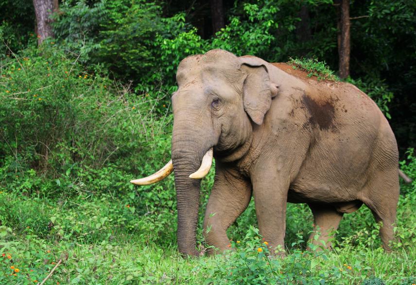 An adult male elephant (approximately 35 years old) commonly observed in the Thirunelli-Kudrakote elephant corridor in Wayanad. Known locally as 'Kannan,' he has been observed in the corridor and Brahmagiri hills for over a decade. @Anoop NR.