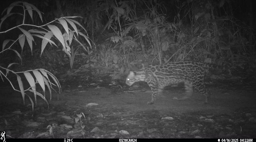 An ocelot caught on a trap cam in Upper Suriname. © Alice Armstrong.